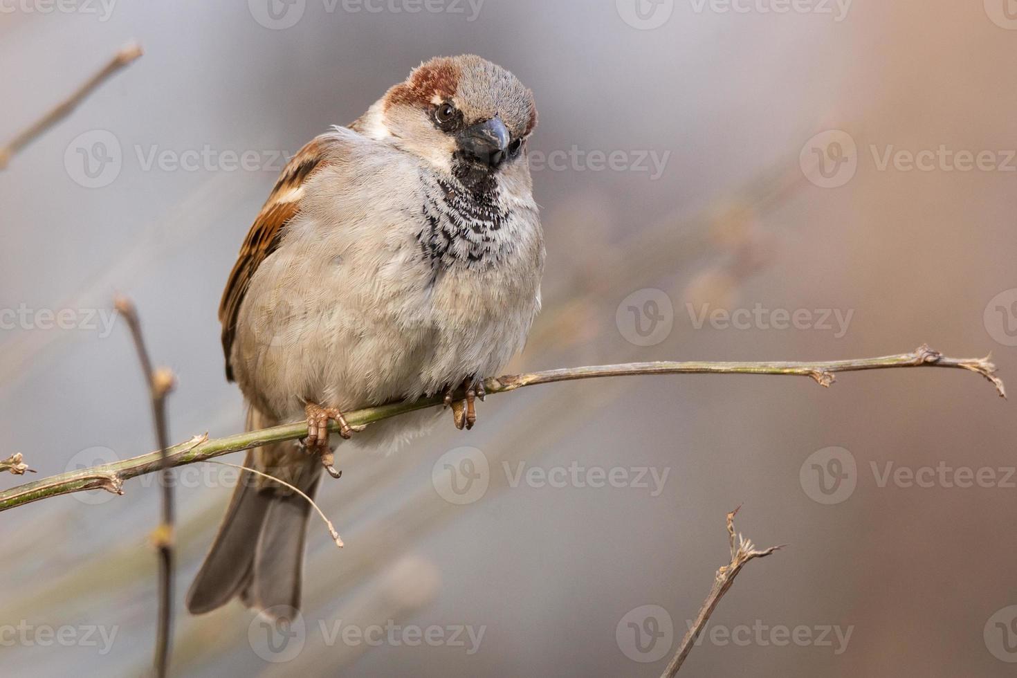 Sparrow on the tree. photo