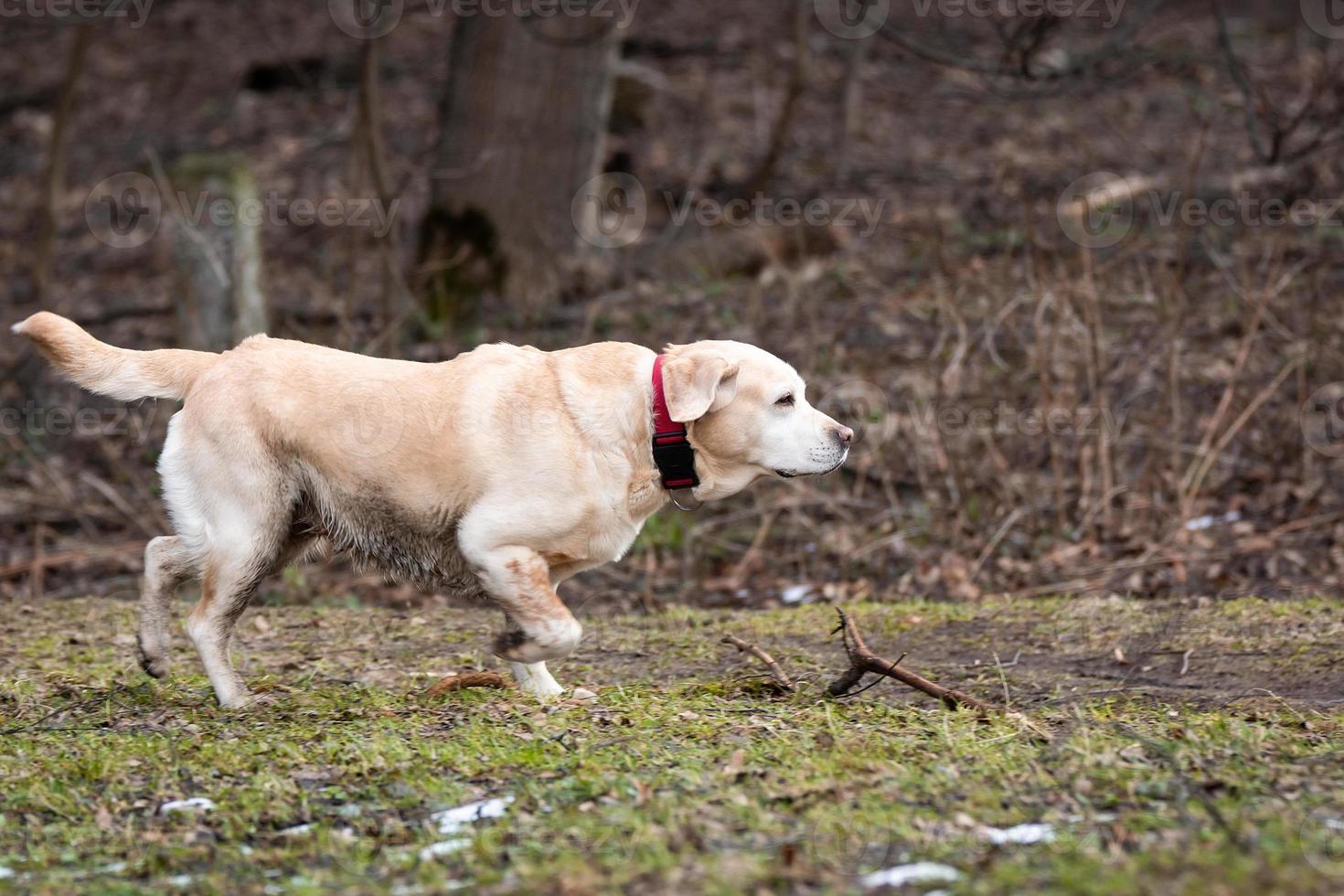 labrador retriever yellow photo