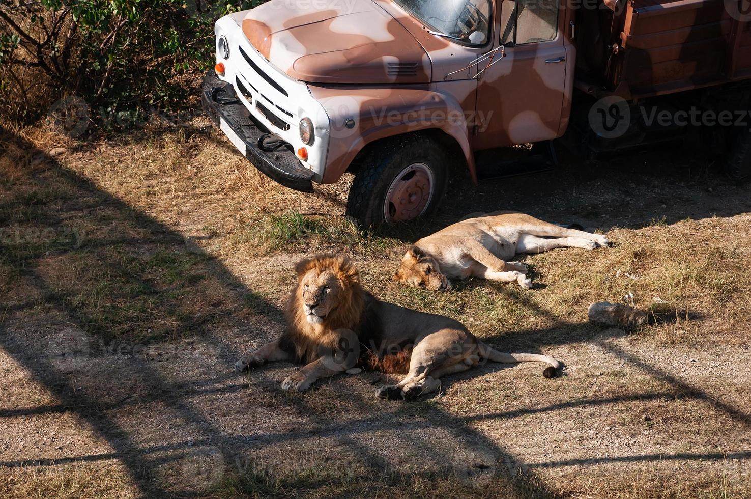 lion and lioness photo
