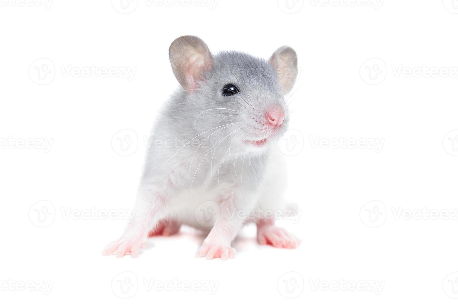 rat on white background photo