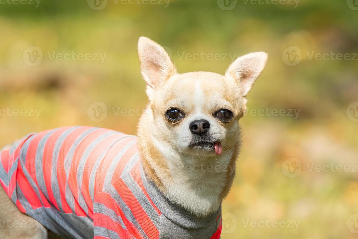 Chihuahua dog on the grass photo