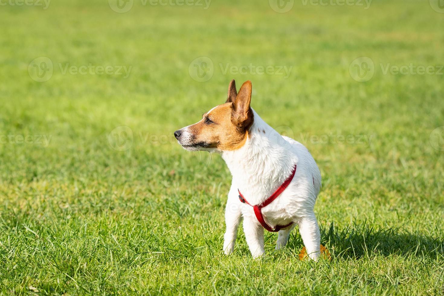 Jack Russell Terrier photo