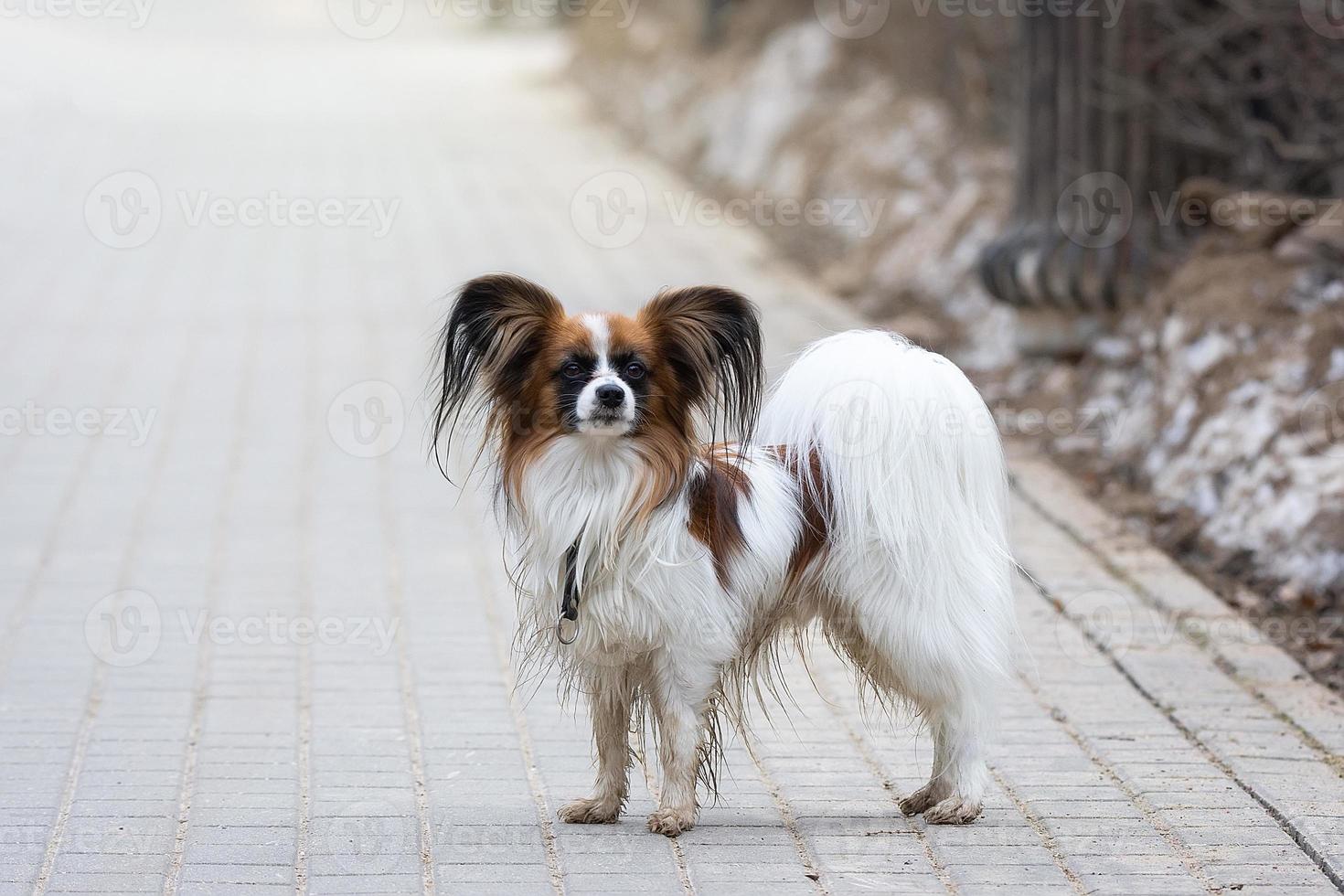 retrato al aire libre del perro papillon foto