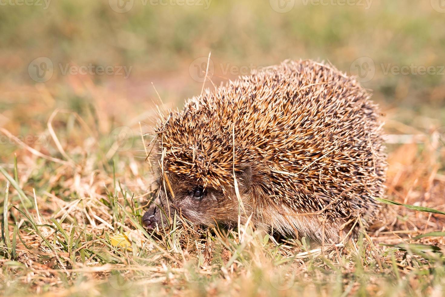 hedgehog on the grass.. photo