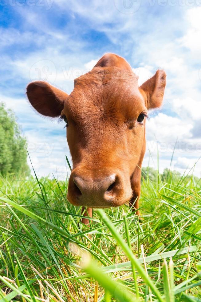 calf in the meadow. photo