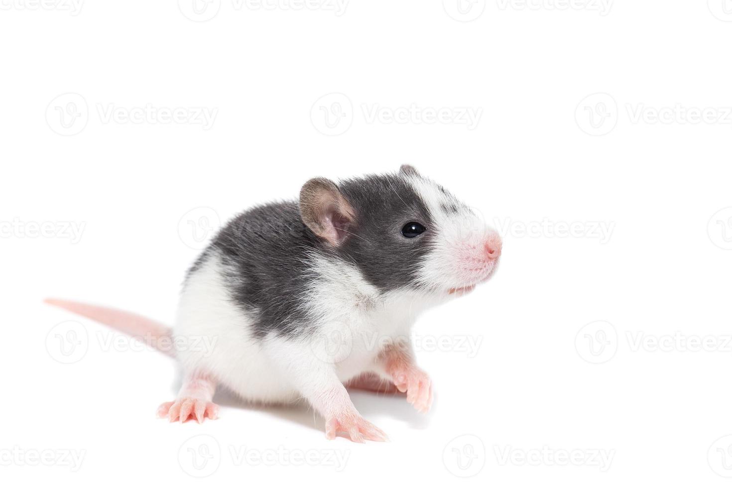 rat on white background photo