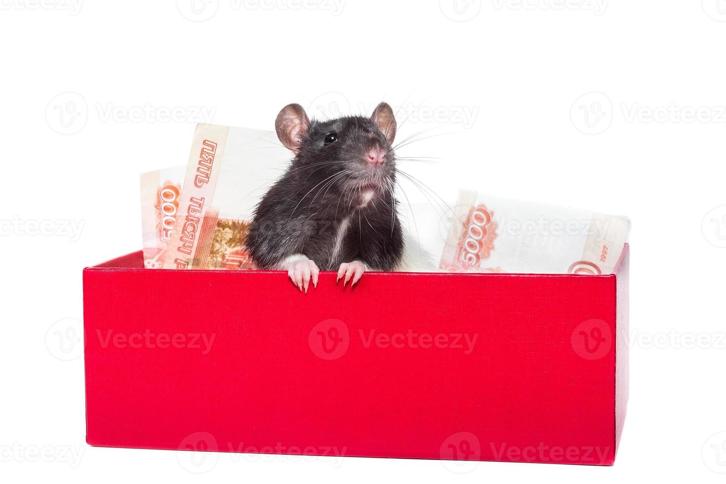 Rat with money photo