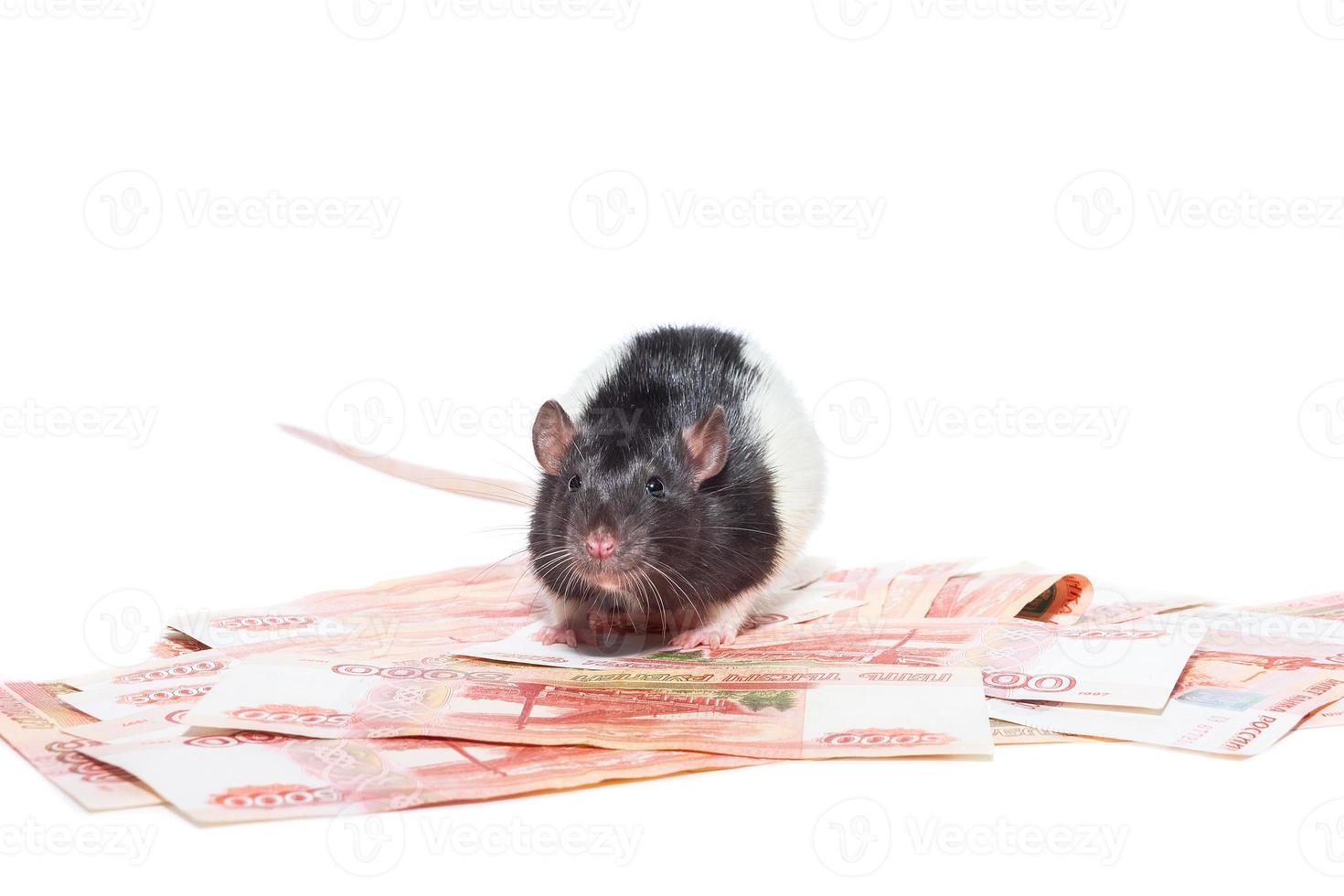 Rat with money photo
