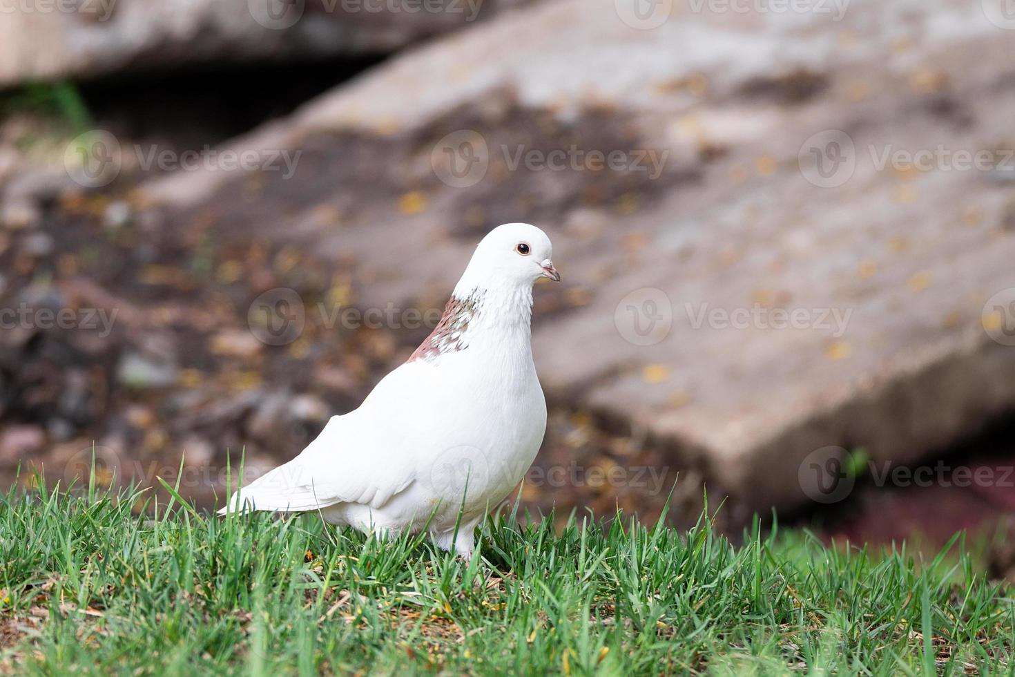 white dove on the grass photo