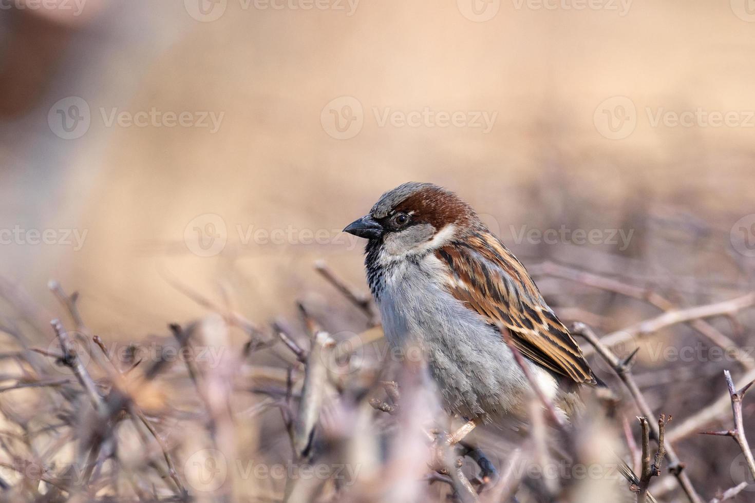 Sparrow on a branch photo