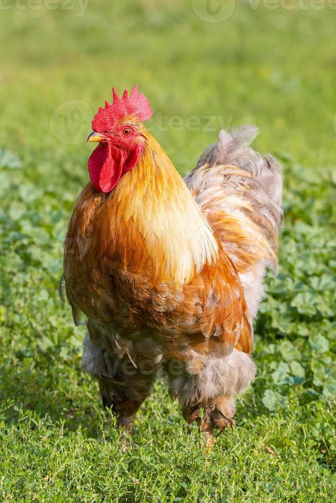 cock on the grass photo