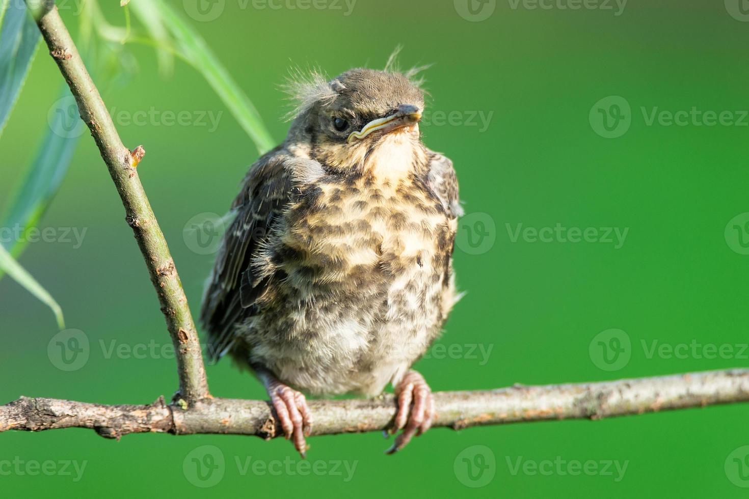 nestling thrush the Fieldfare photo