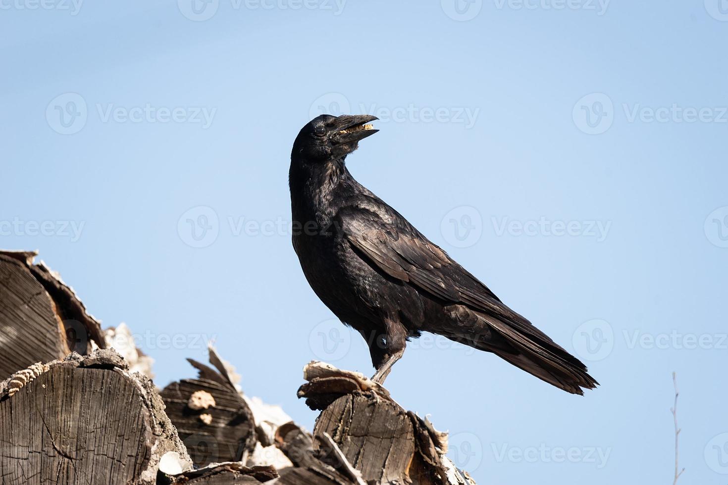 rook on a log photo