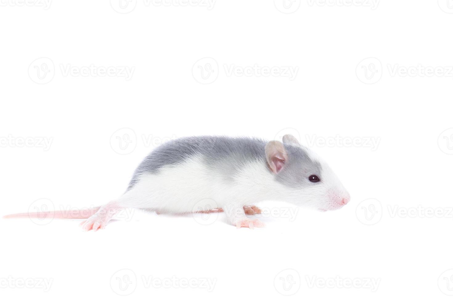 rata sobre fondo blanco foto
