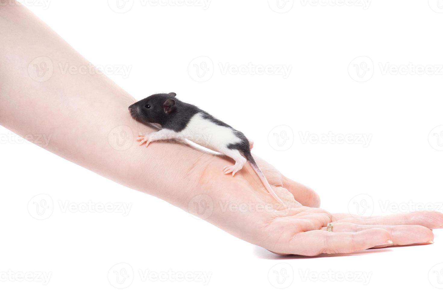 rat on white background photo