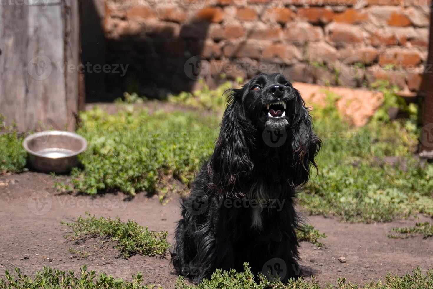 cocker spaniel guard the house photo