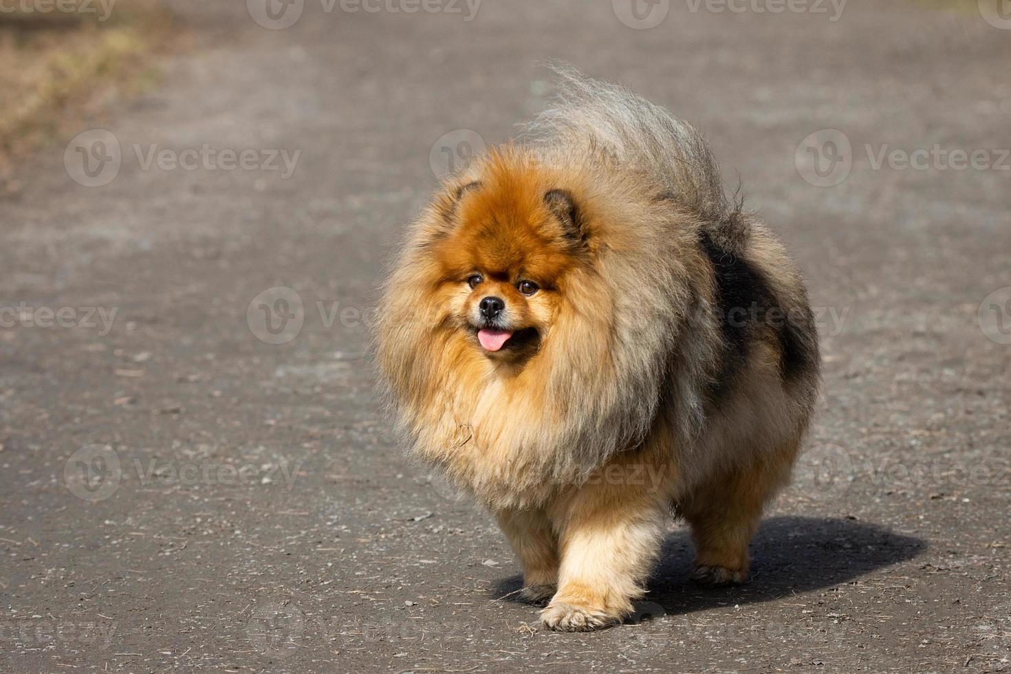 dog pet chow chow photo
