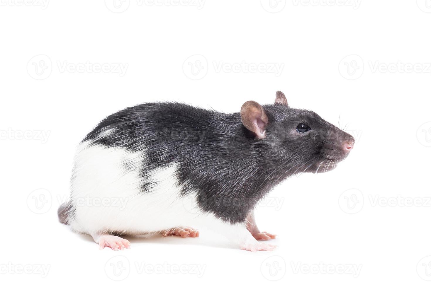 rat on white background photo