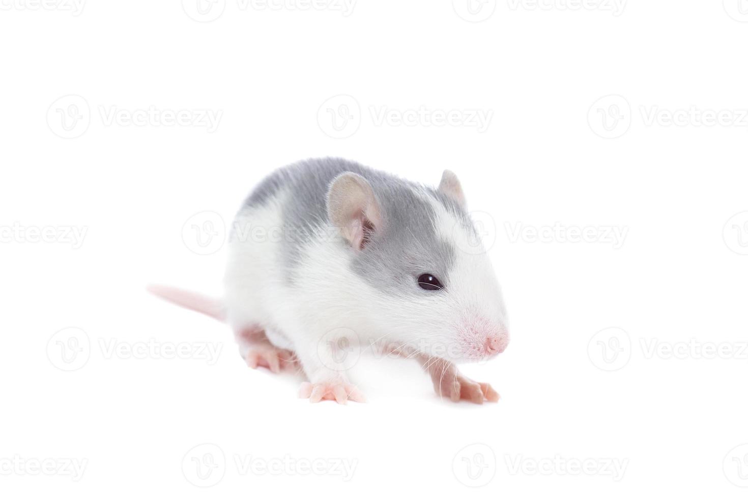 rat on white background photo