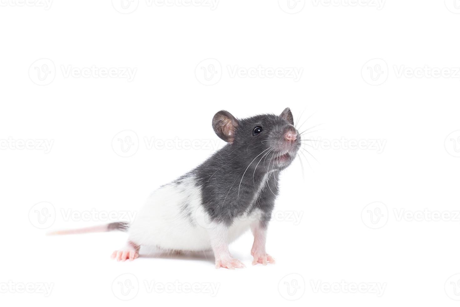 rat on white background photo