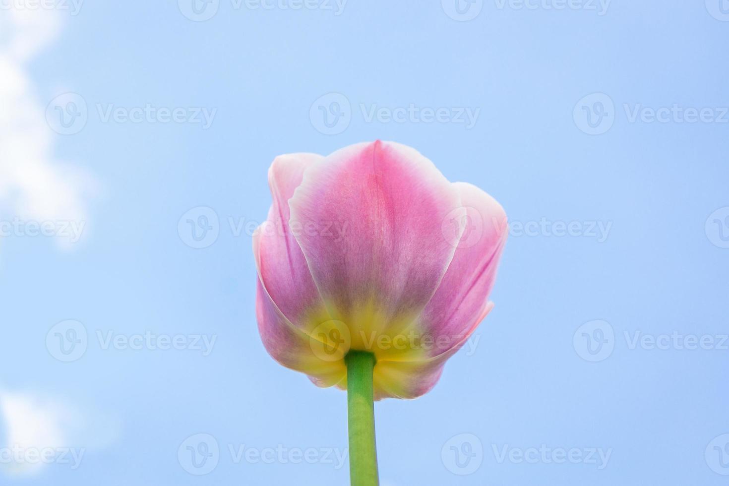 Pink tulip and blue sky photo
