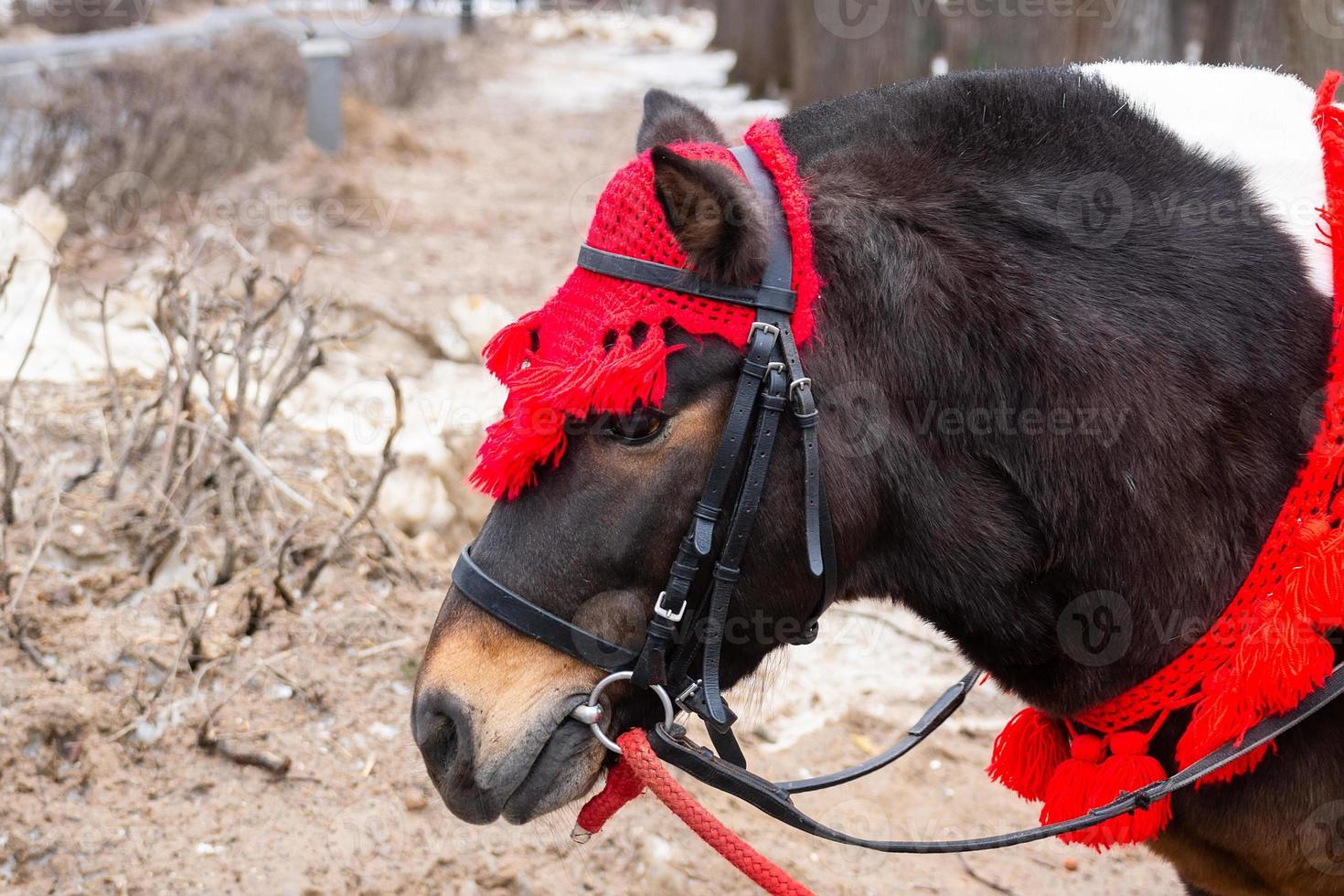 pony en el parque de invierno foto