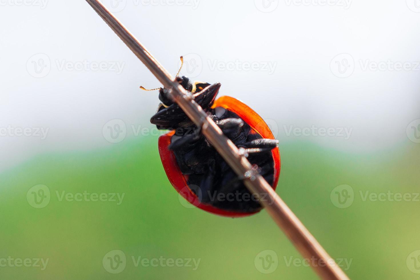 Ladybug Coccinellidae on a stic photo