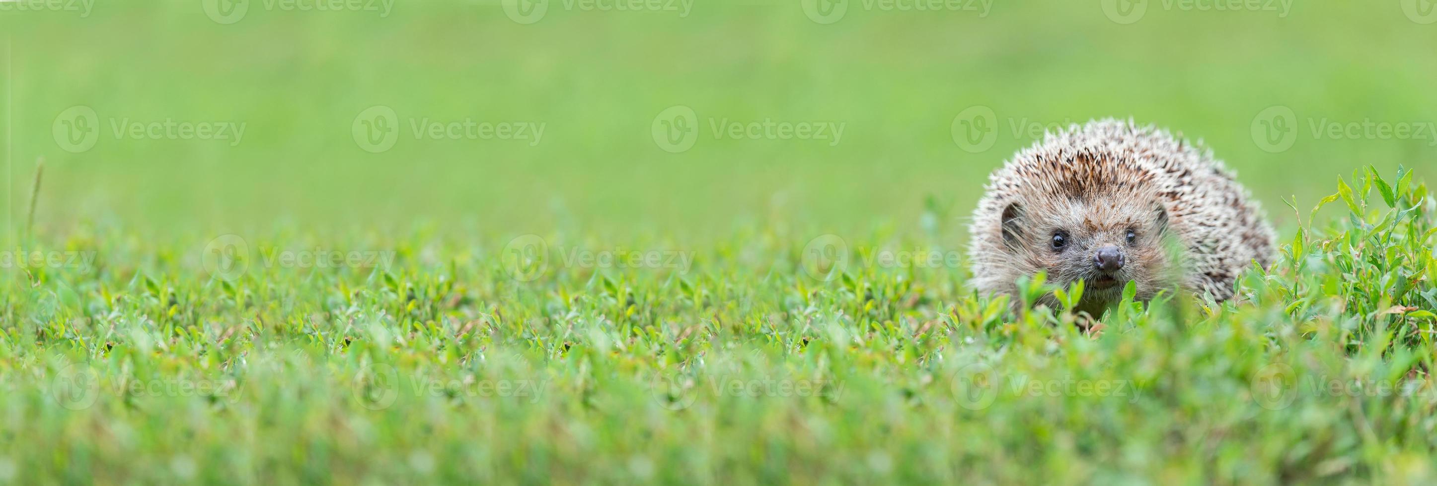 hedgehog on the grass.. photo