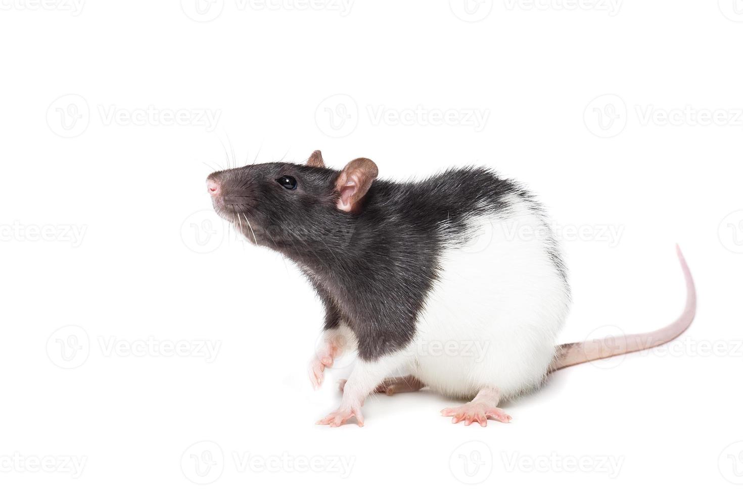 rat on white background photo