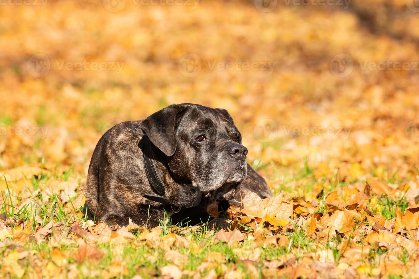 dog cane Corso photo