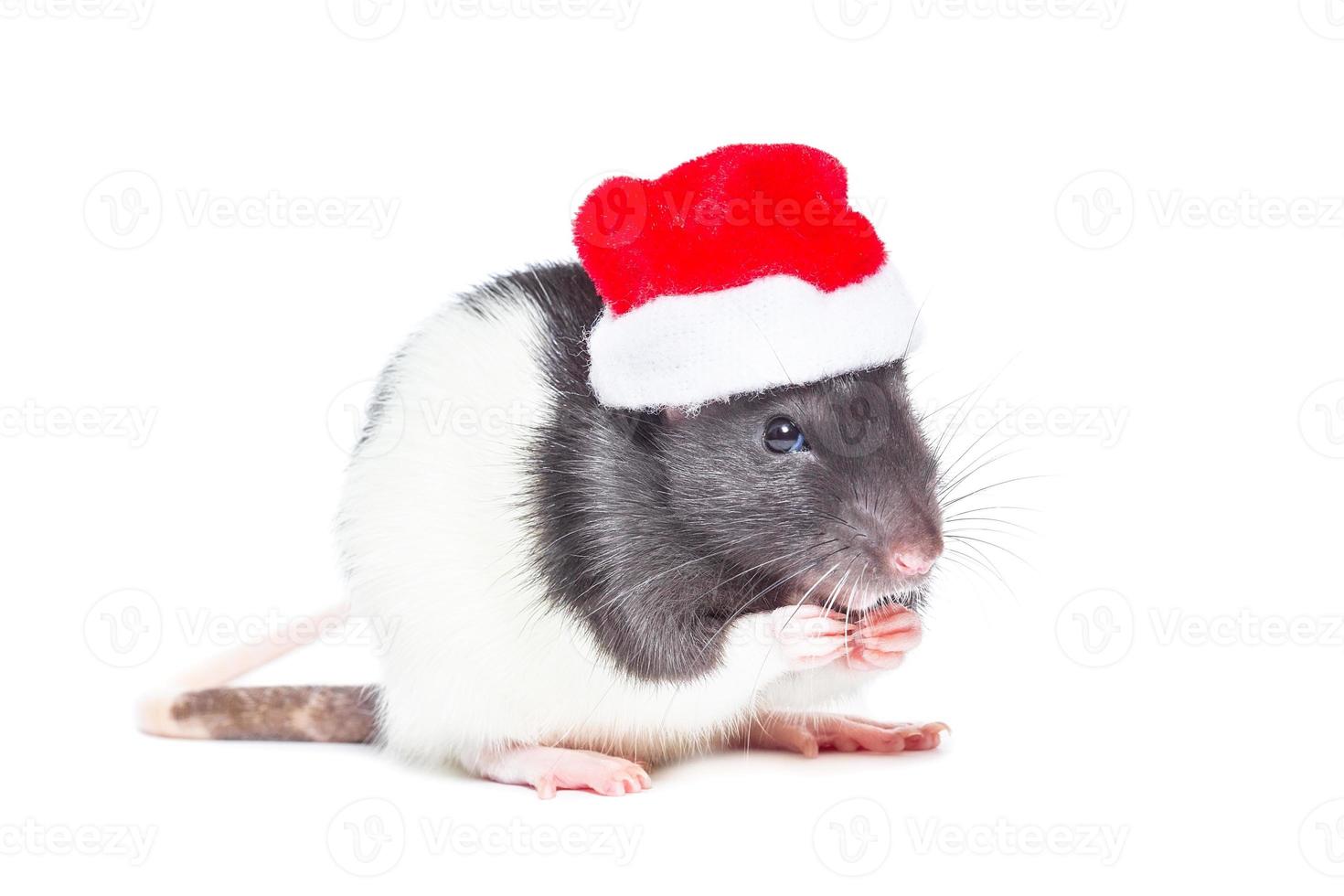 Rat on white background photo