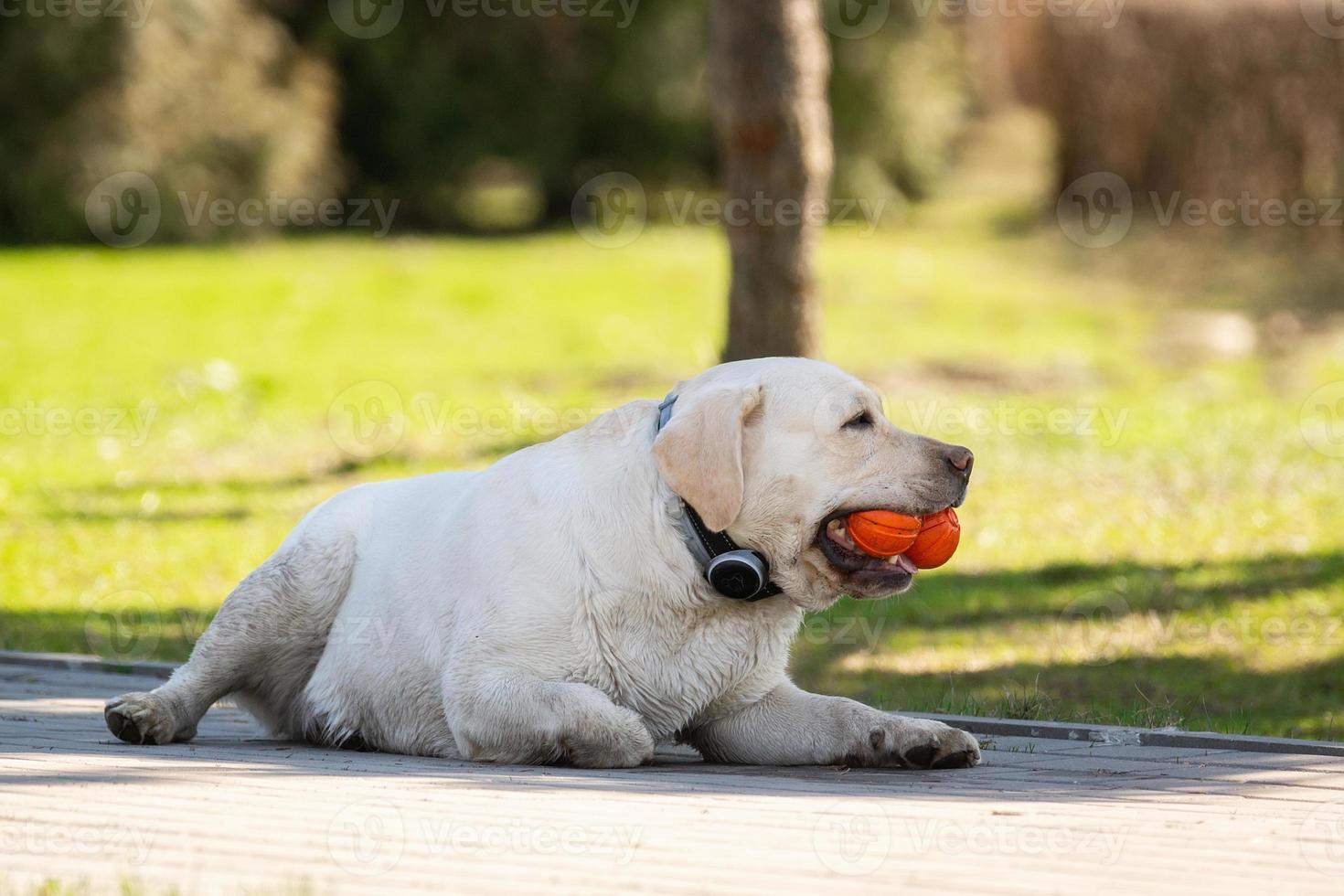 labrador retriever yellow summer photo