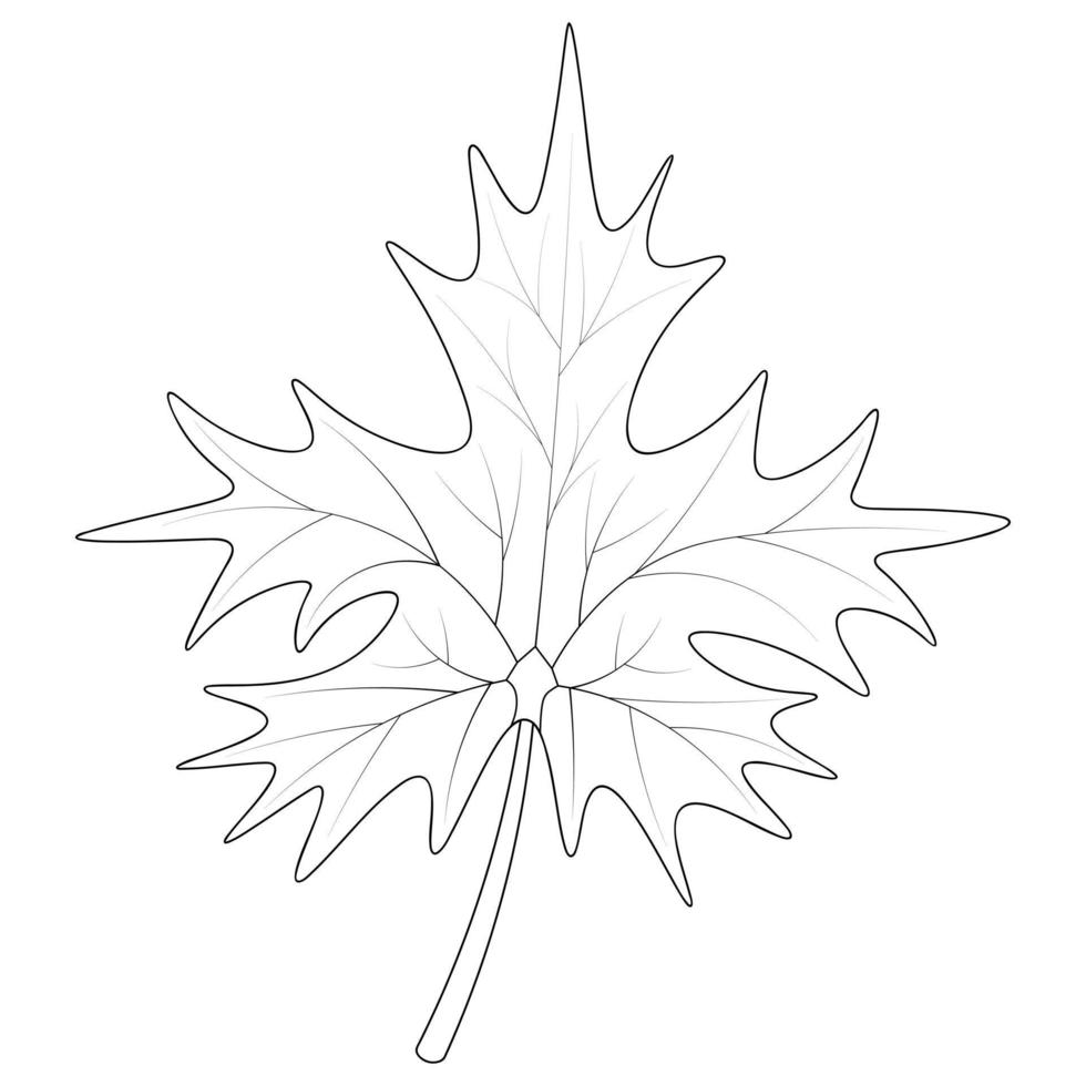 Maple Leaf. Part of the tree with veins. Outline on an isolated white background. Doodle style. Sketch. Coloring book for children. The leaf shape is crown-shaped. Emblem of Canada. vector