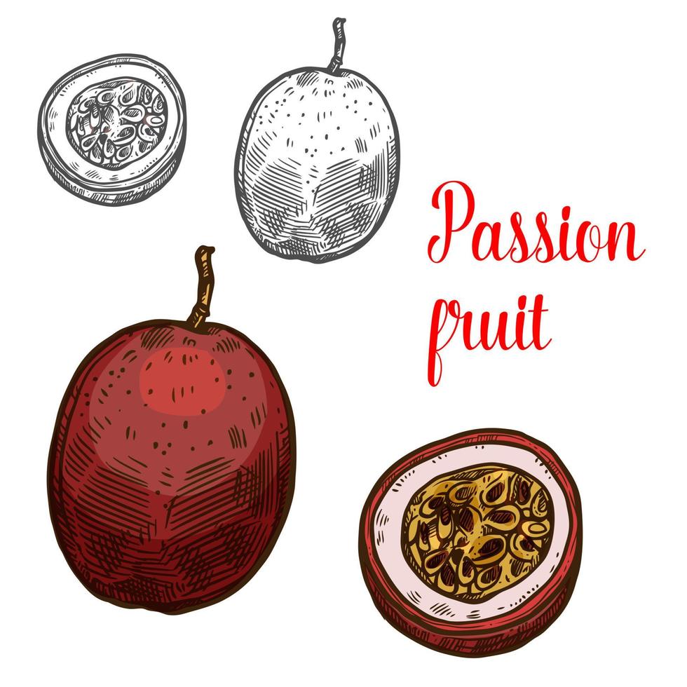 Passion fruit vector sketch exotic fruits icon