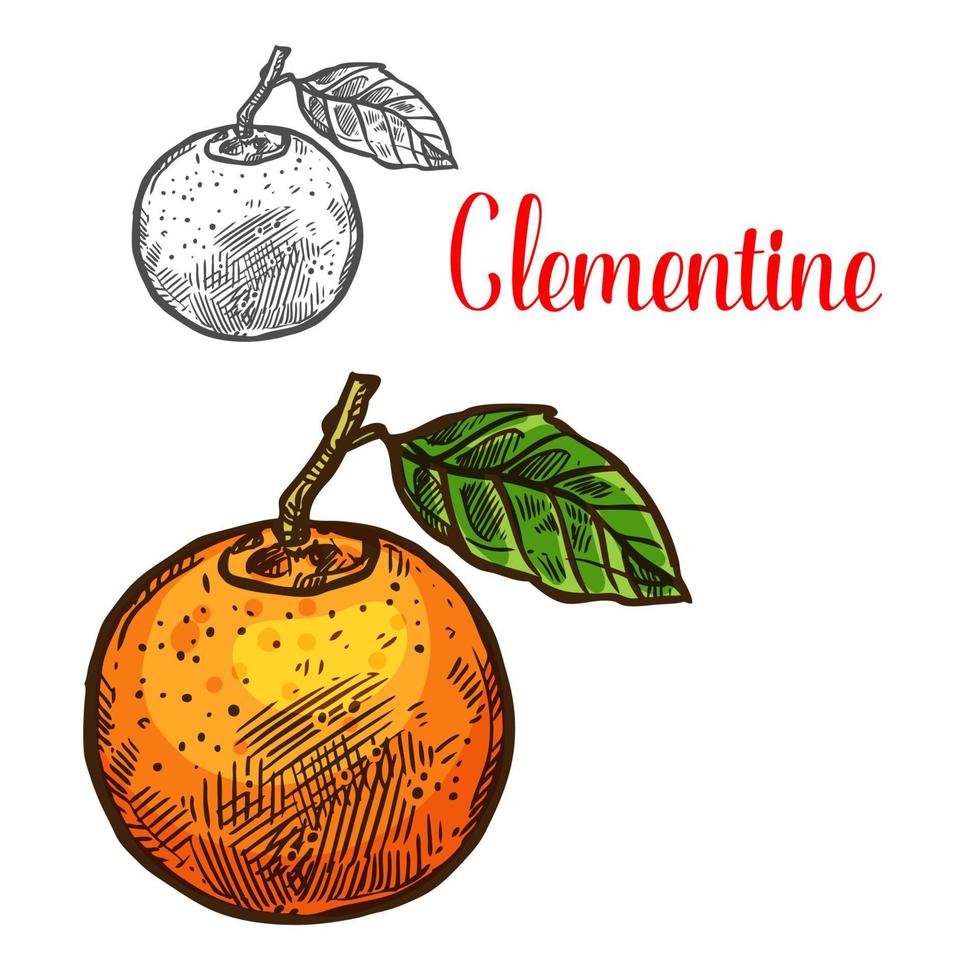 clementina, vector, bosquejo, fruta cítrica, corte, icono vector