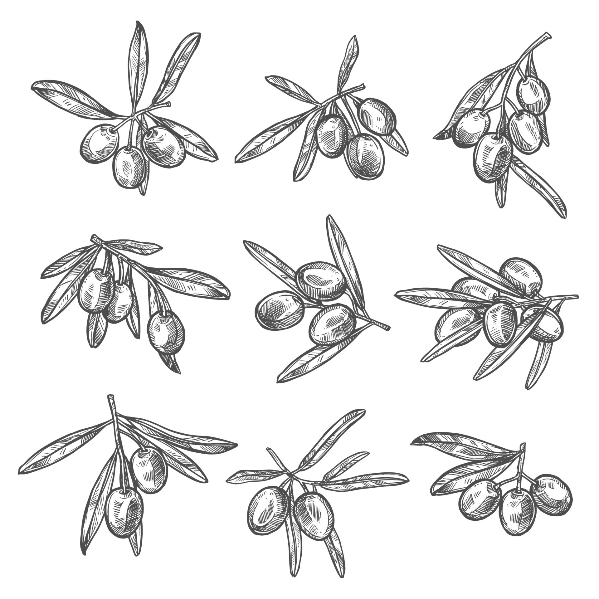 Vector olives bunch sketch icons 13466811 Vector Art at Vecteezy