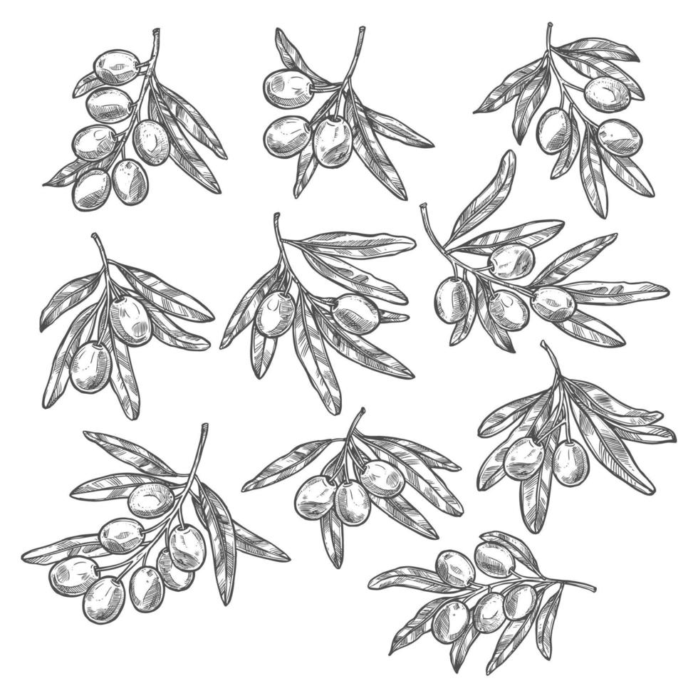 Vector olives olive oil branch sketch icons