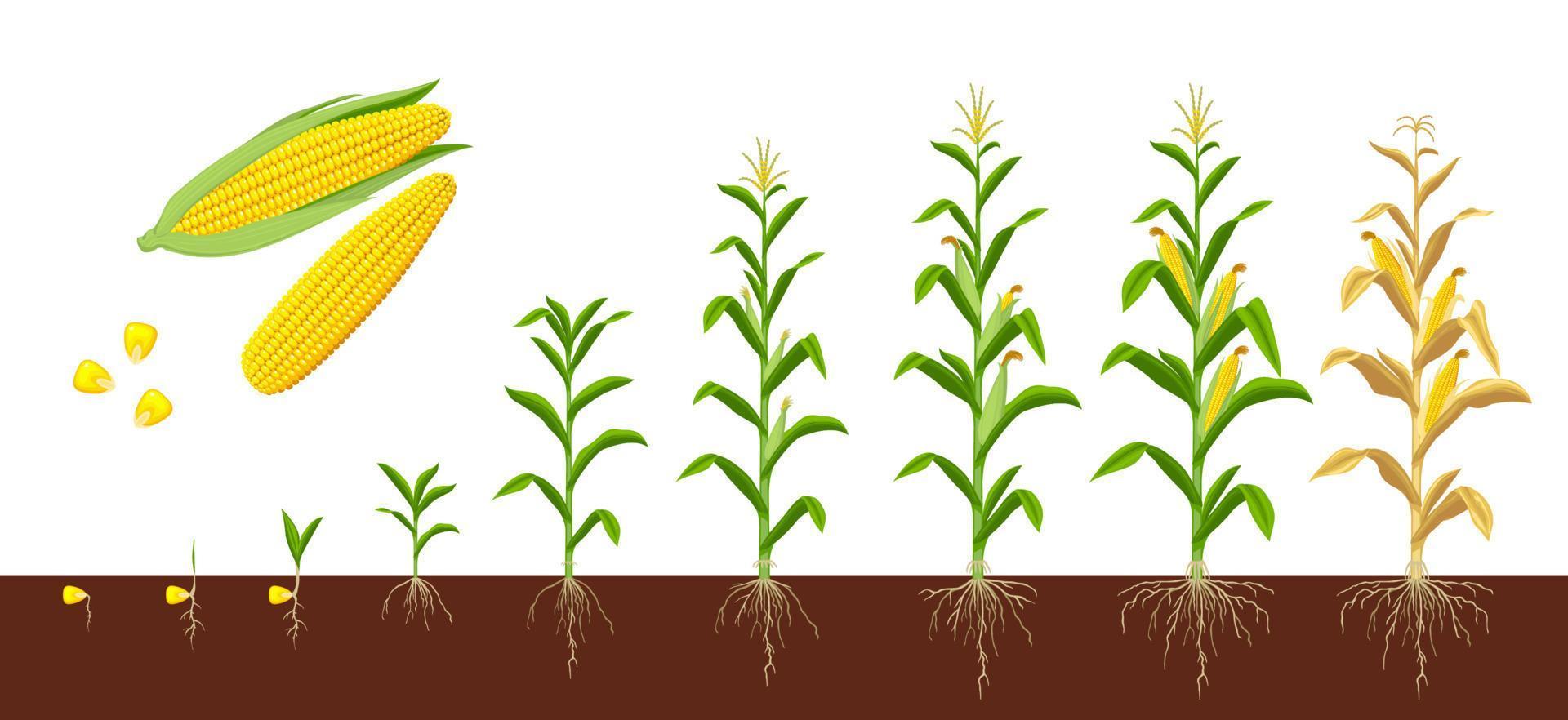 Corn maize, farm crops growth on soil stages vector