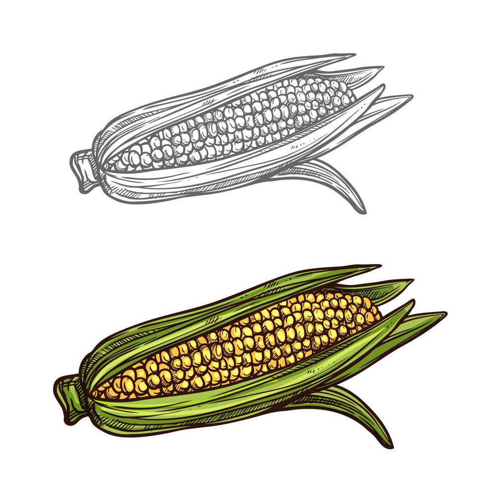 maíz, mazorca, vector, bosquejo, vegetal, icono vector