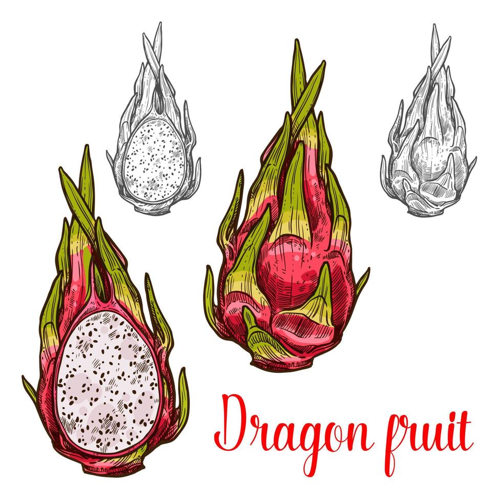 Dragon fruit vector sketch exotic fruits icon
