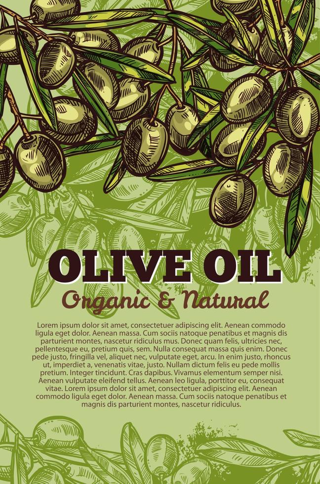 cartel de racimo de aceitunas vectoriales para aceite de oliva vector