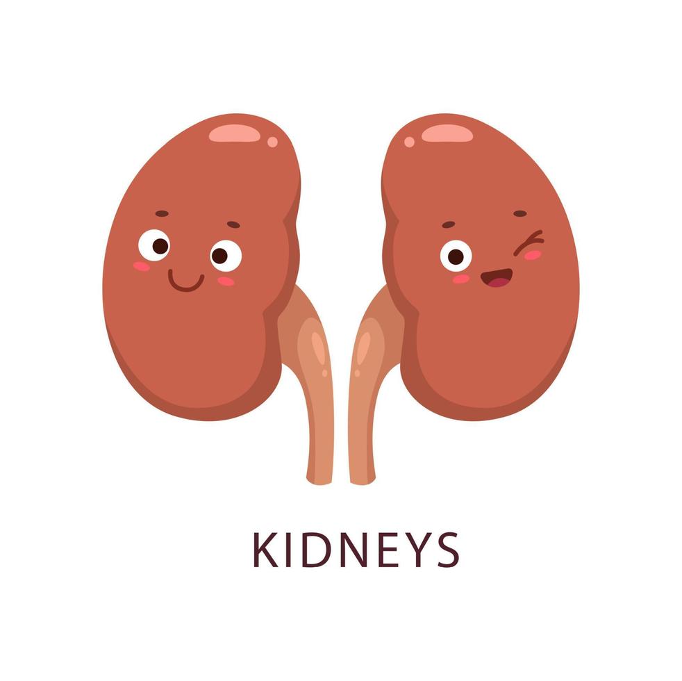 Cartoon kidneys human bogy organ comical character vector