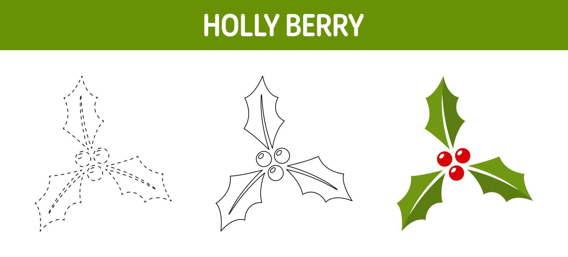 Holly Berry tracing and coloring worksheet for kids vector