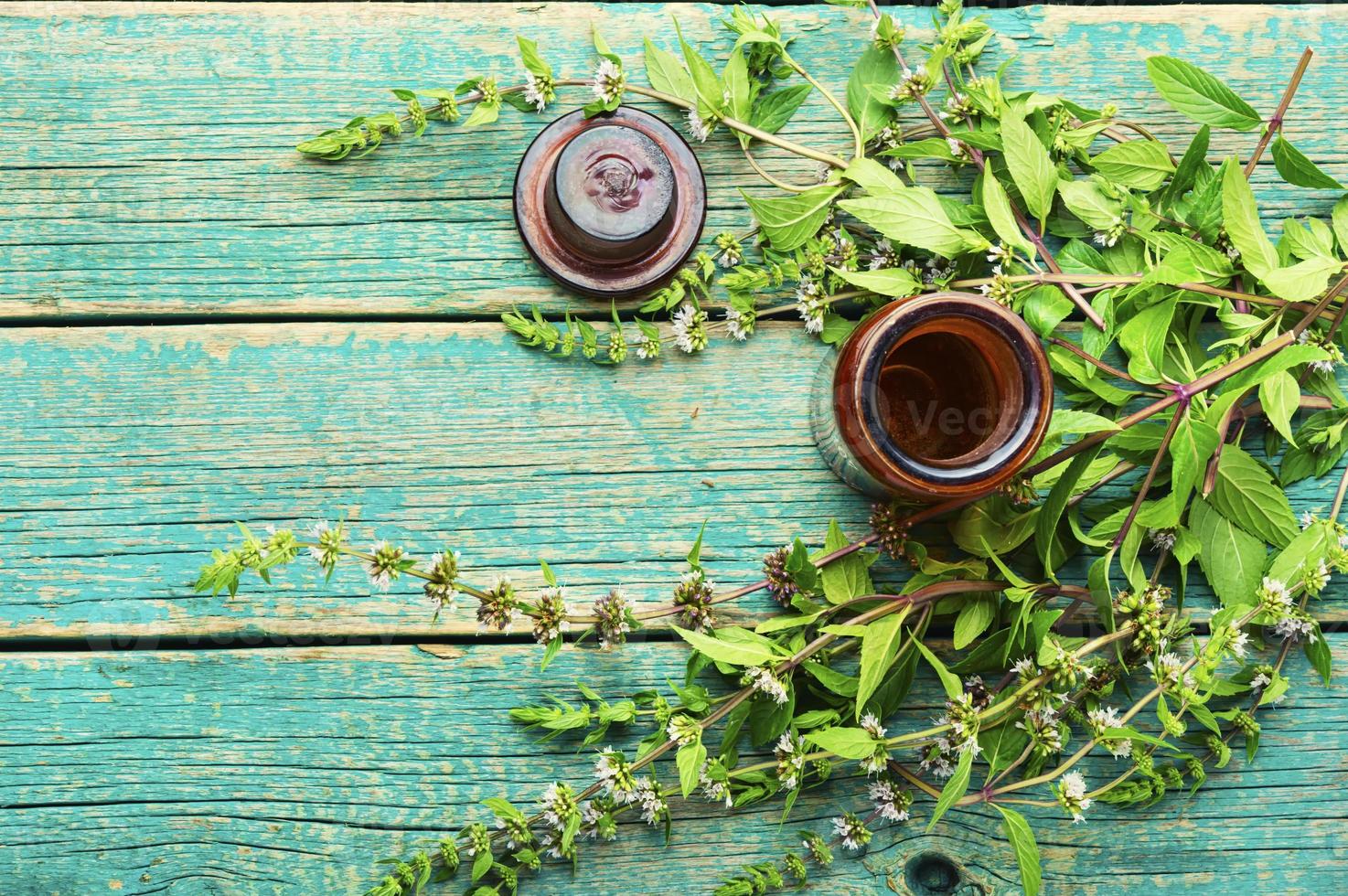 Fresh blooming mint photo