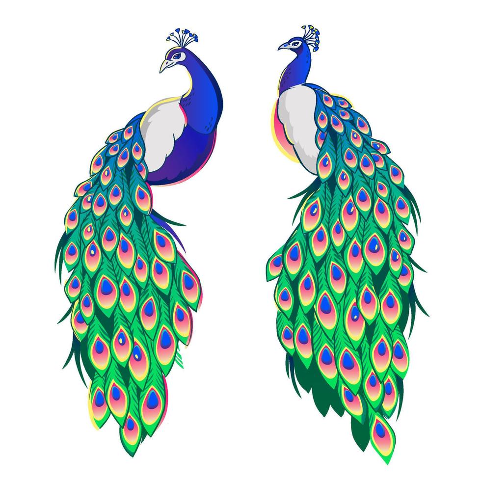 Set of two peacocks isolated on white background. vector