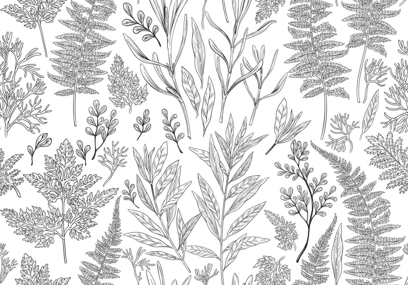 Botanical illustration. Seamless pattern. vector