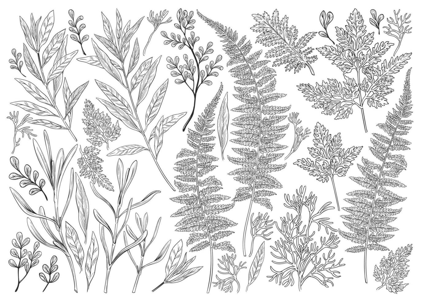 Botanical illustration. Set with herbs and leaves. vector