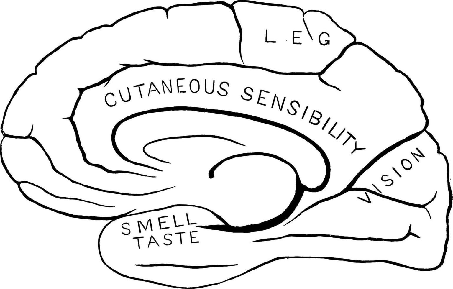 Human Brain, vintage illustration. vector