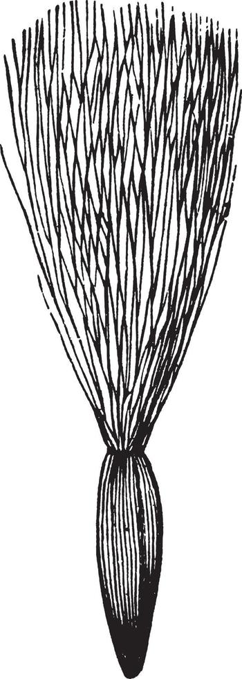 ilustración vintage de cardo de cerda. vector