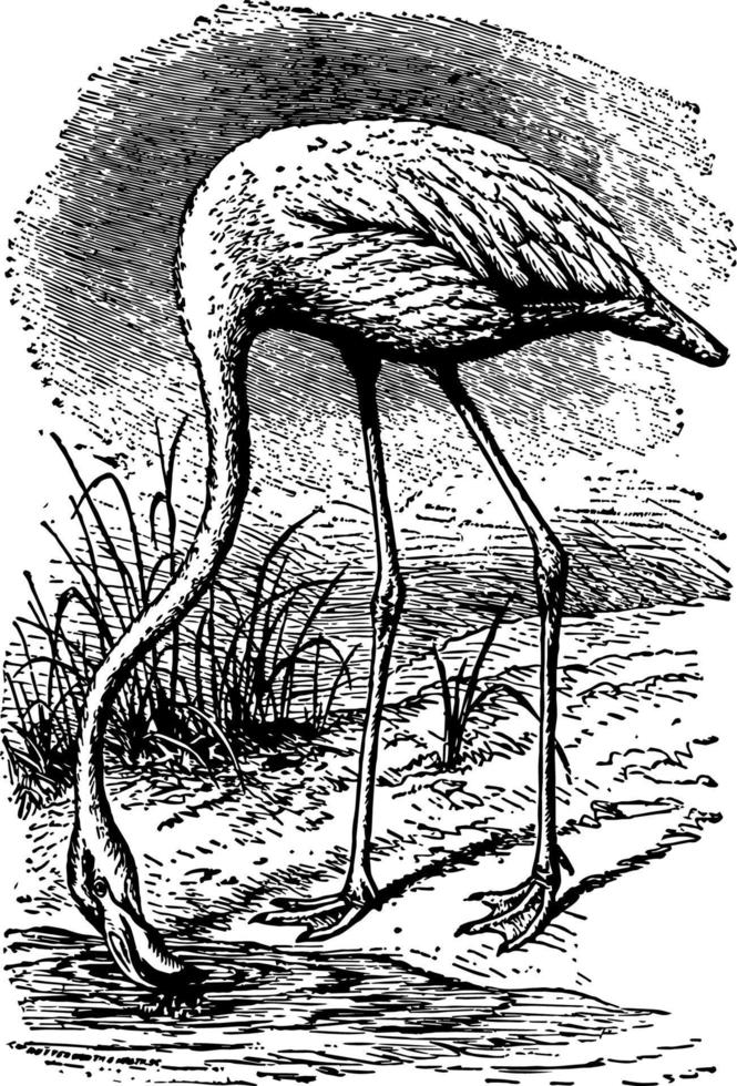 Flamingo vintage illustration vector